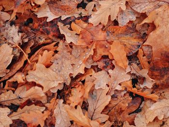 Close-up of dry leaves