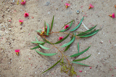 High angle view of pink flowering plant on land