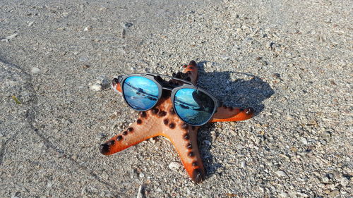 High angle view of sunglasses on starfish at sandy beach