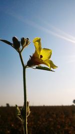 Close-up of flowers growing in field