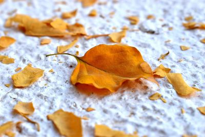 Close-up of dry maple leaf on autumn leaves