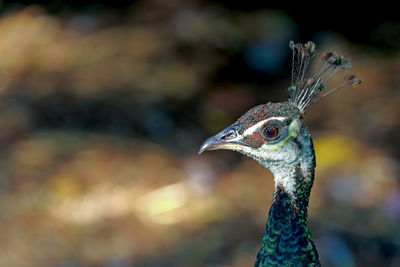 Close-up side view of a peacock