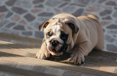 High angle portrait of dog rearing up on steps