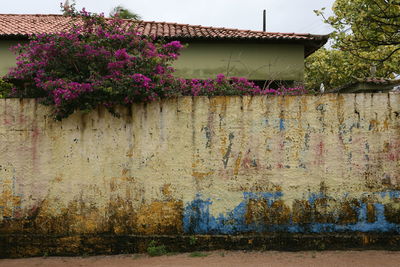 Plants growing on wall
