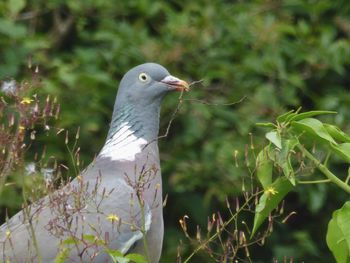 Close-up of bird perching on plant