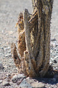 Close-up of tree trunk on field