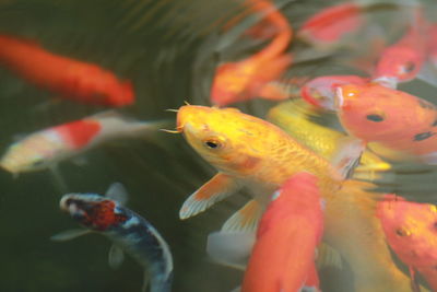 Close-up of koi fish in sea