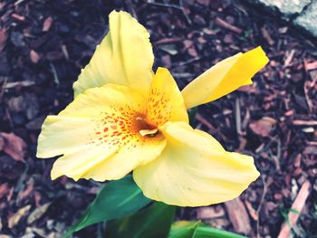 Close-up of yellow flower