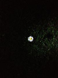 Close-up of white daisy blooming outdoors