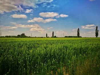 Scenic view of agricultural field against sky
