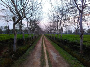 Dirt road amidst trees and plants against sky