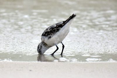 Close-up of bird on beach