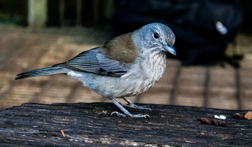 Close-up of bird perching on wood