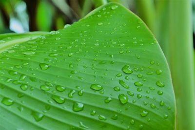 Close-up of raindrops on leaf