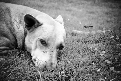 Close-up of dog on field