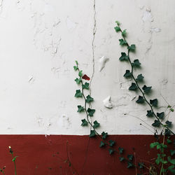 Close-up of ivy on white wall