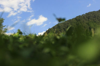 Close-up of grass against sky