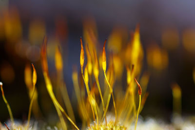 Close-up of yellow flowering plant on field