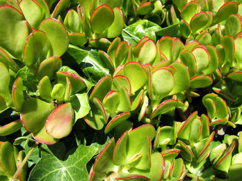 Full frame shot of green leaves