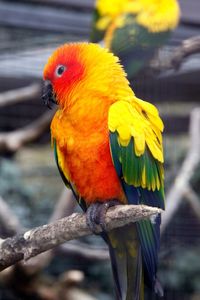 Close-up of parrot