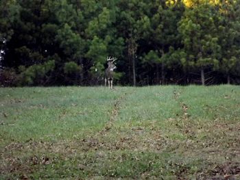 Trees on grassy field