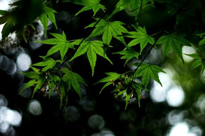 Close-up of fresh green leaves