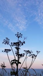 Low angle view of flowering plants against blue sky