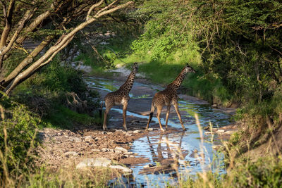 Masai giraffes crossing stream under tree canopy