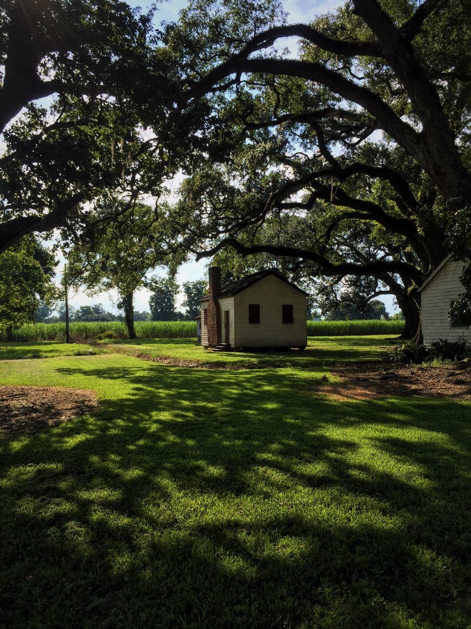 green color, house, tree, architecture, building exterior, built structure, no people, growth, nature, outdoors, tranquility, grass, landscape, scenics, day, beauty in nature, sky