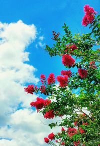 Low angle view of red tree against sky