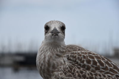 Close-up portrait of owl against sky