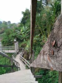 Close-up of tree trunk