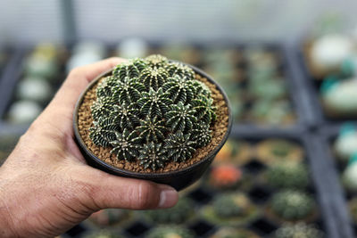 Close-up of hand holding cactus