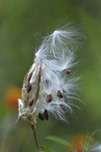 Close-up of dandelion flower