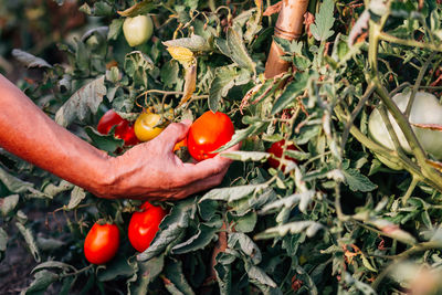 Tomatoes in a hand holding vegetables