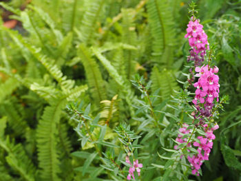 Close-up of pink flowers