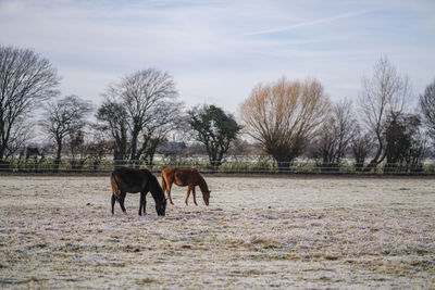 Horse standing on field against sky