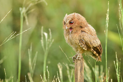 Close-up of a bird on field