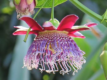 Close-up of flower against blurred background