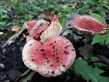 Close-up of mushroom growing on field