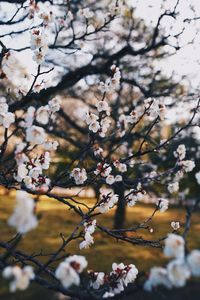 Close-up of cherry blossoms in spring