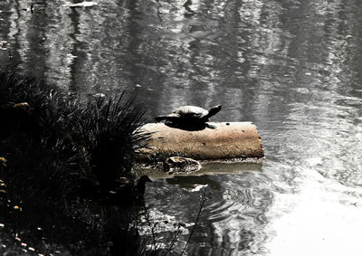 Duck swimming in a lake