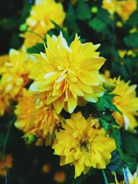 Close-up of yellow flowering plant in park