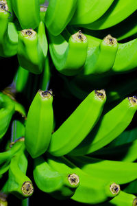 Green bananas on the tree. minimal art