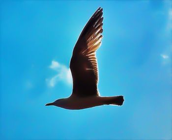 Low angle view of bird flying against blue sky