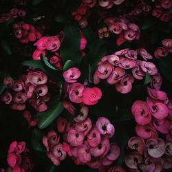 Full frame shot of pink flowers