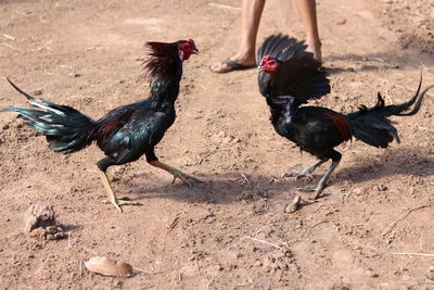 Pigeons on a land