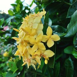 Close-up of yellow flowering plant