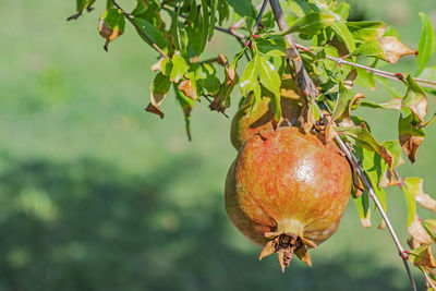 Close up pomegranates on tree banches in green nature.