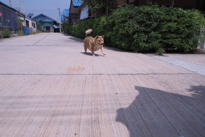 Dog lying down on footpath